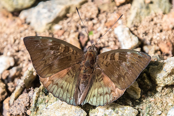 Euthalia monina monina-7072 USR - 6/10/19