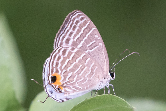Jamides celeno aelianus-6914 Uper selectar reservoir - 6/10/19