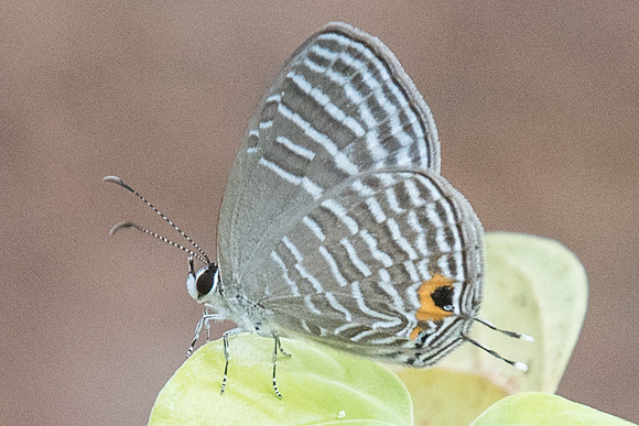 Jamides celeno aelianus-6964 Uper selectar reservoir - 6/10/19