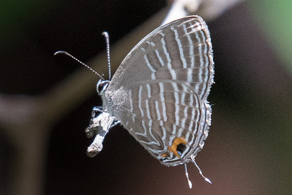 Jamides celeno aelianus-6982