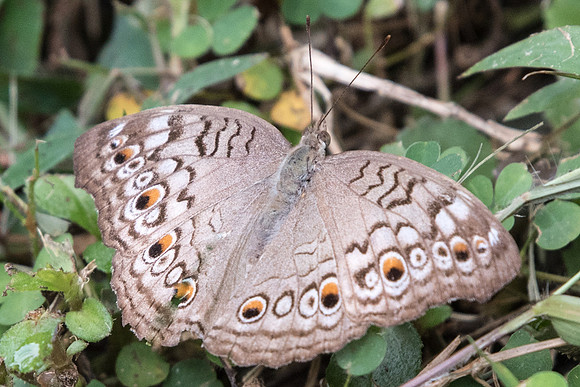 Junonia atitles atitles-7176 -USR - 6/10/19