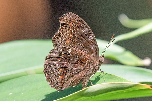 Junonia hedonia ida-6215 - Botanical garden - 4/10/19