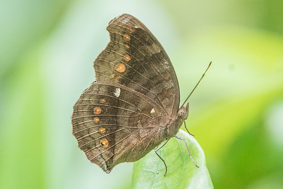 Junonia hedonia ida-7411 Uper selectar reservoir - 6/10/19