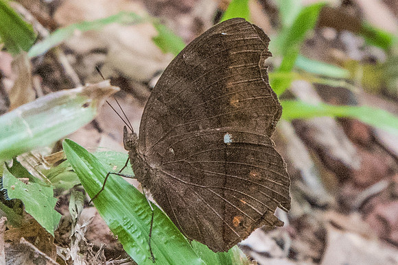 Junonia hedonia-4477 - Fort Canning - 30/09/19
