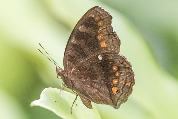 Junonia hedonia-4822 - Fort Canning - 30/09/19