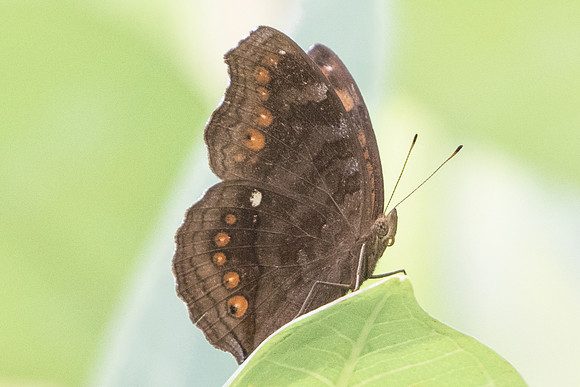Junonia hedonia-4826 Fort Canning - 30/09/19
