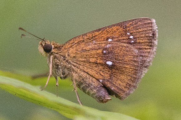 Iambrix salsala salsala-6273 Botanical garden - 4/10/19