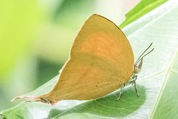 Loxura athymnus fuconius-5343 Dairy farm 2/10/19