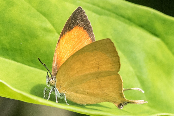 Loxura athymnus fuconius-5403 - Dairy farm - 2/10/19