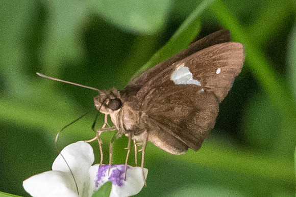 Notocrypta paralysas varians-7586 Dairy farm Singapor 7/10/19