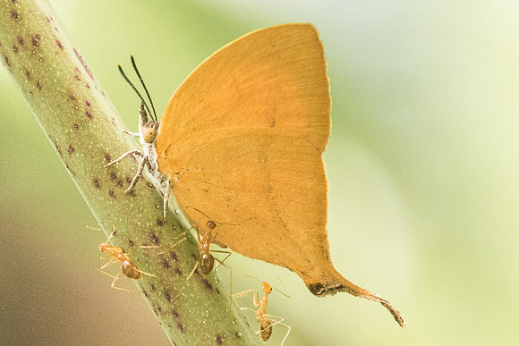 Loxura athymnus fuconius-5457 -  Dairy farm - 2/10/19