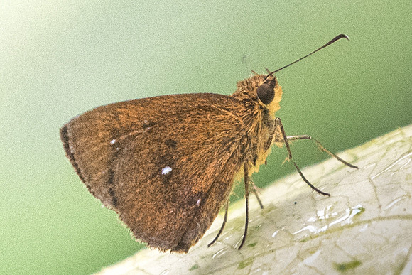 Notocrypta paralysas varians-7623 - Dairy farm - 7/10/19