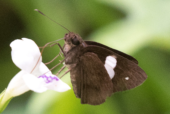 Notocrypta paralysos varians-7614 - Dairy farm Singapor - 7/10/19