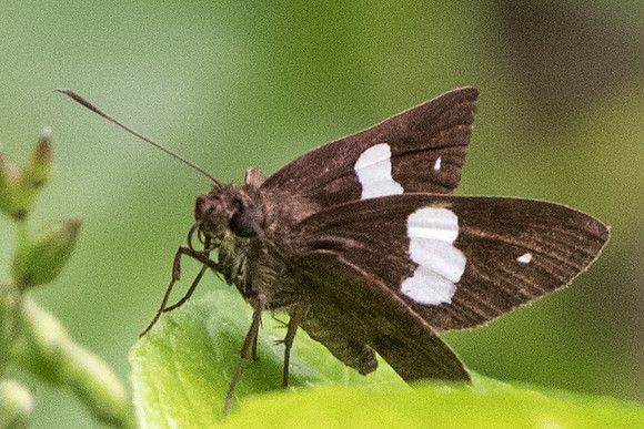 Notocrypta paralysos varians-7617 Dairy farm Singapor 7/10/19