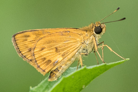 Oriens gola pseudolus-7383 Uper selectar reservoir 6/10/19