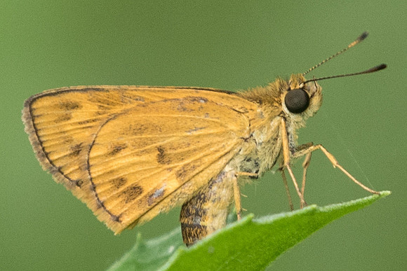 Oriens gola pseudolus-7385 - Uper selectar reservoir-  6/10/19