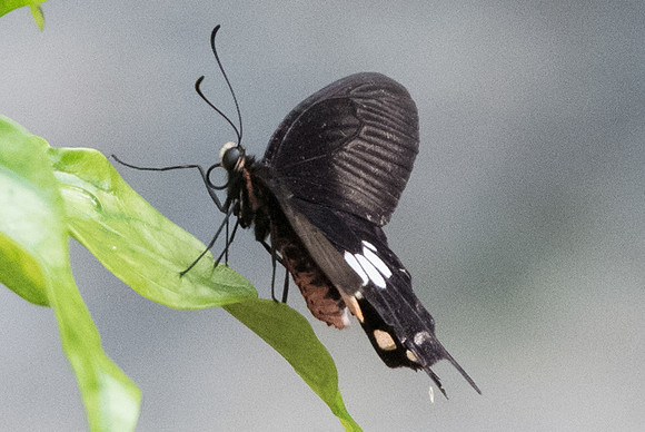 Pachliopta aristolochiae asteris-6279 - Botanical garden 4/10/19