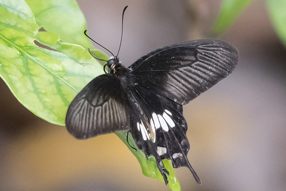 Pachliopta aristolochiae asteris-6281 -  Botanical garden 4/10/19
