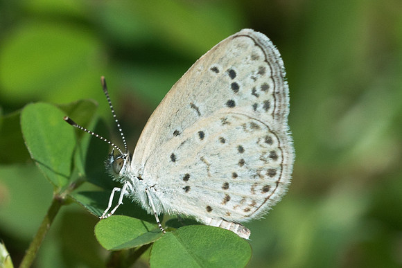 Zizeeria maha serica-5652