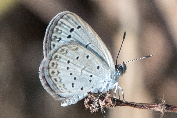 Zizeria maha serica-6675  Fort Canning 5/10/19