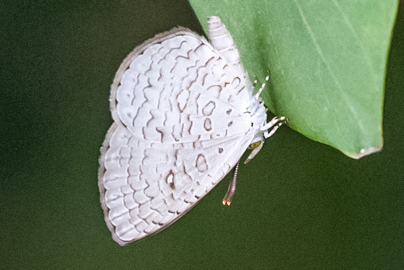 Spalgis epius epius-5692  - Ile de Sentosa - 3/10/19