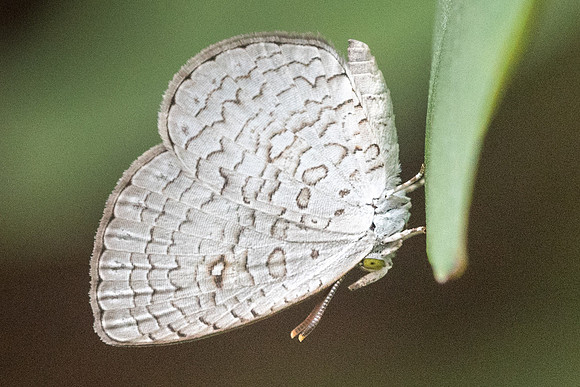 Spalgis epius epius - 5787  - Ile de Sentosa - 3/10/19