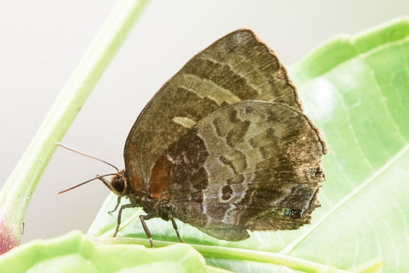 Flos apidanus saturatus-7422 - Uper selectar reservoir 6/10/19