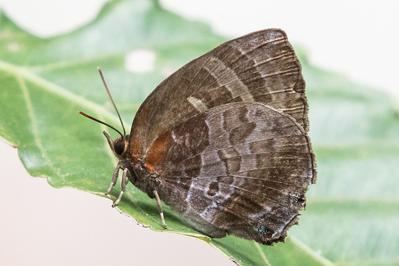 Flos apidanus saturatus-7450 - Uper selectar reservoir -  6/10/19