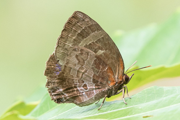 Flos apidanus saturatus-7432 - Uper selectar reservoir - 6/10/19