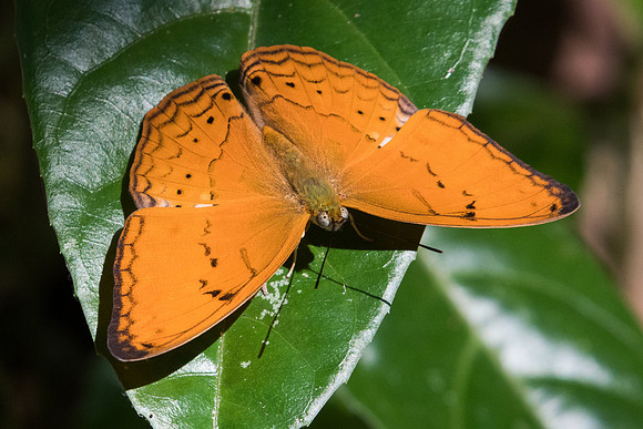 Cirrochroa tyche rotundata-1644 - Koh Samui - 18/03/23