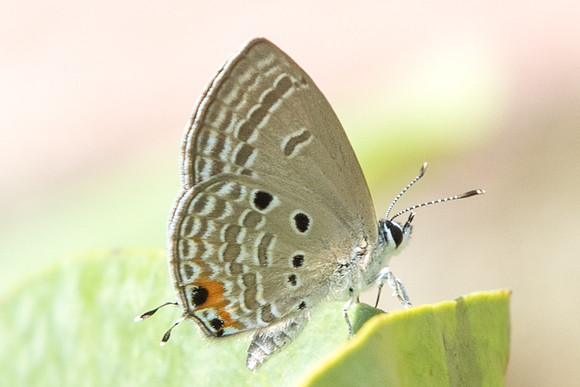 Chilades pandava pandava-6401 Botanical garden 4/10/19