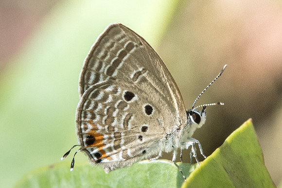 Chilades pandava pandava-6418 Botanical garden 4/10/19