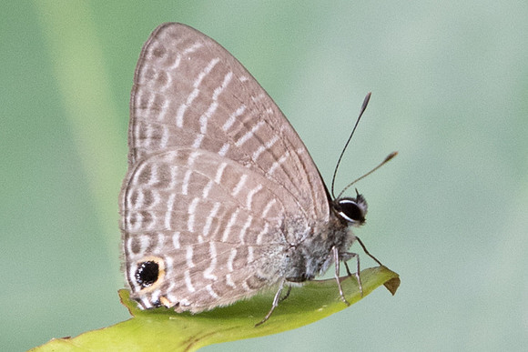 Prosotas dubiosa lumpura - 6057 - Ile de Sentosa - 3/10/19