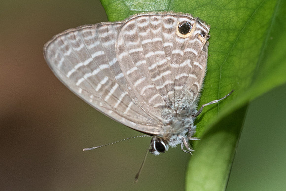 Prosotas dubiosa lumpura-5943 - Ile de Sentosa - 3/10/19