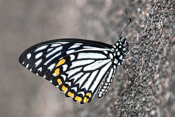Papilio clytia clytia-7168 - USR - 6/10/19