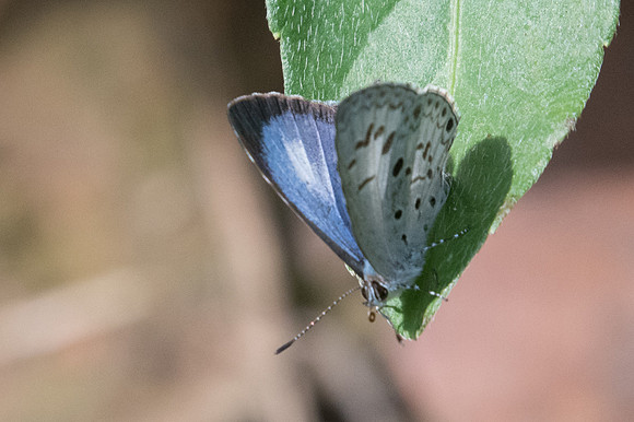 Acytolepis puspa gisca id--2361  - Chiang Dao - 15/11/23