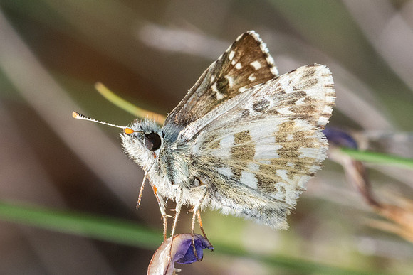Pyrgus armoricanus-8331 - Puits de Rians - 3/06/25