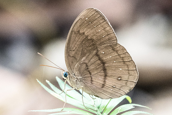 Faunis canens arcesilas-6835 USR - 6/10/2019