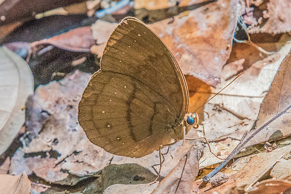 Faunis canens arcesilas-6995 USR - 6/10/2019