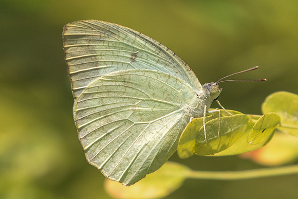 Catopsilla pyranthe pyranthe-6664 -  Fort Canning - 5/10/19