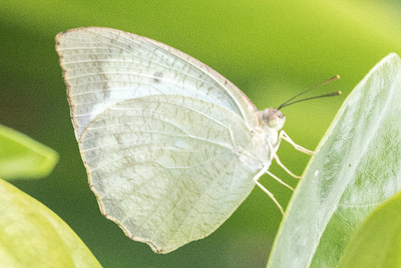 Catopsilia pyranthe pyranthe-5156