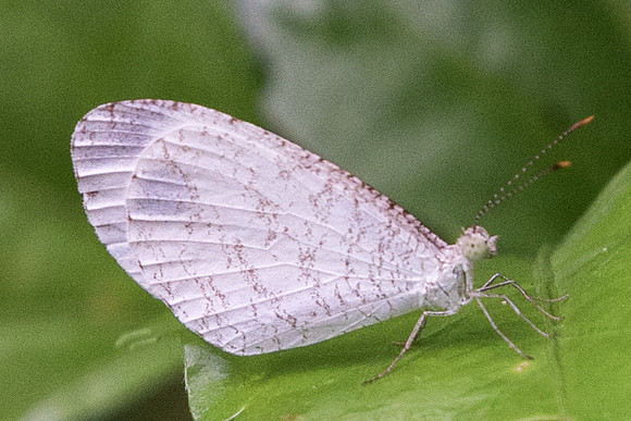 Leptosia nina malayana-7576 - Dairy Farm 7/10/19