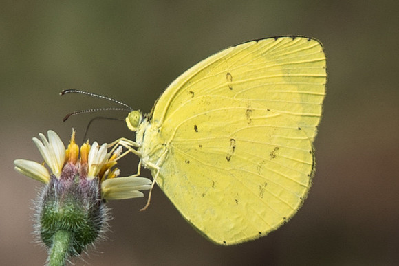 Eurema hecabe contubernalis-7703 - Dairy Farm - 7/10/19