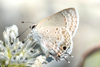 Strymon istapa-0473