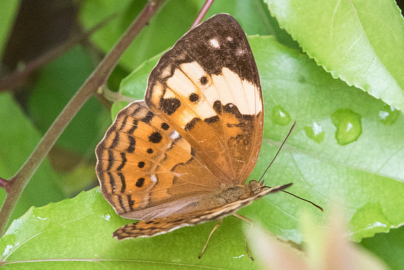 Cupha erymanthis - 6463 - Botanical garden - 4/10/19