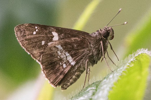 Hyarotis adrastus praba-7380 - USR - 6/10/19