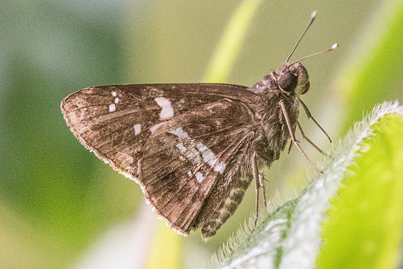 Hyarotis adrastus praba-7374 USR - 6/10/19