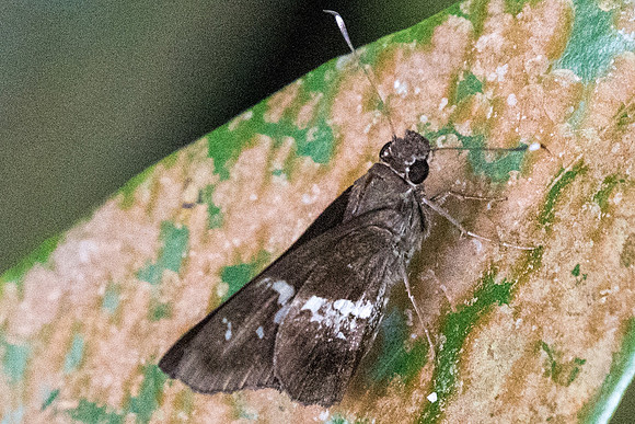 Hyarotis adrastus praba-7415 - USR - 6/10/19