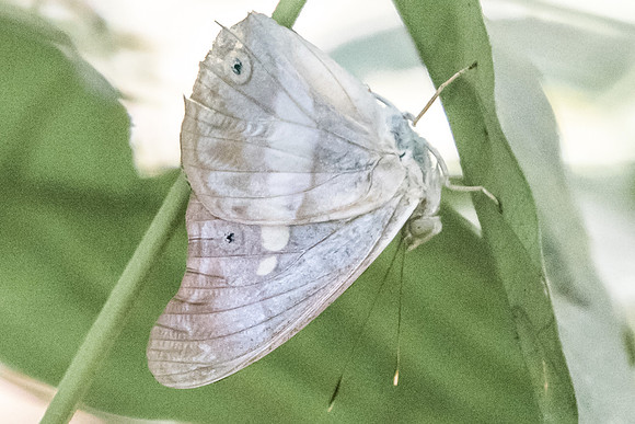 Eulaceura osteria kumana-7252 - USR - 6/10/19