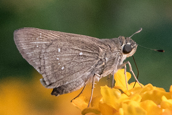 Pelopidas mathias mathias-6690 - Fort Canning - 5/10/19